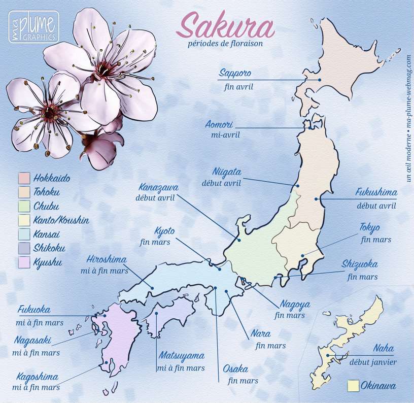 Sakura. Périodes de floraison. Calendrier estimatif