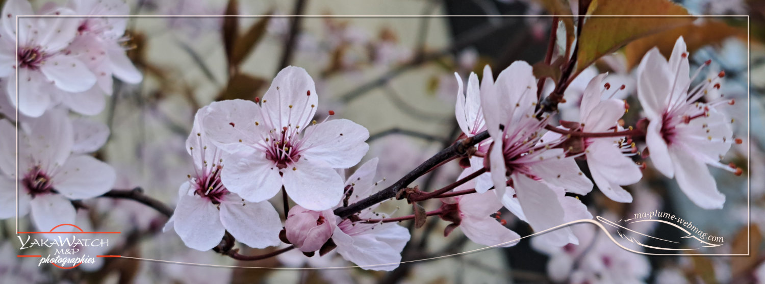 Printemps - Création Ma Plume Graphics